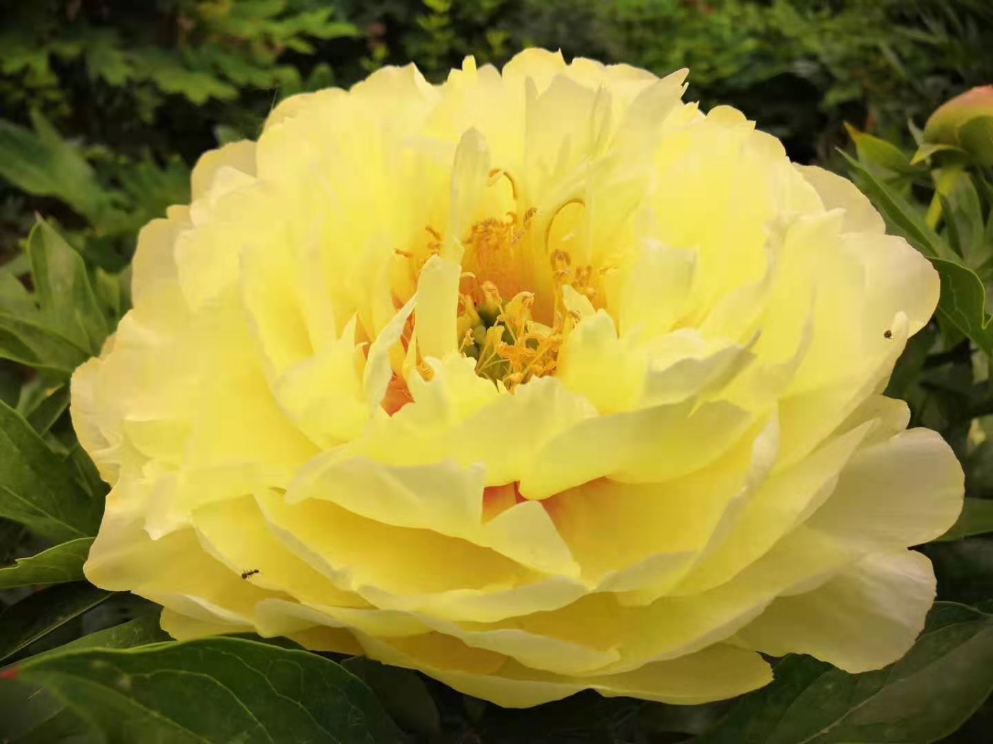 伊藤芭次拉